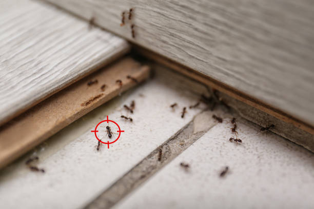 Flea Control Services in Springfield, MO