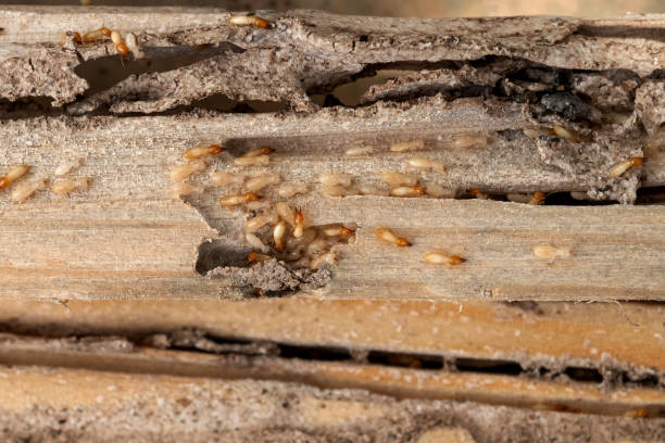 Best Affordable Pest Control Services  in Springfield, MO